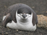 Keelbandpinguïn